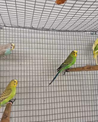 Cocoriti