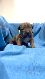American Pitbull Terrier