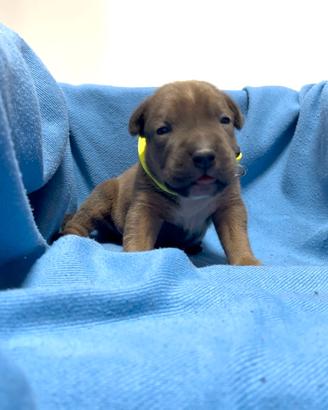 American Pitbull Terrier