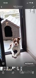Pitbull femmina