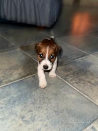 Cucciolo jack russel