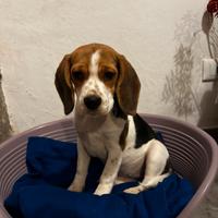Cucciola di beagle