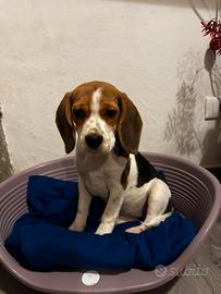 Cucciola di beagle