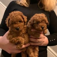 Barboncini mini toy Red