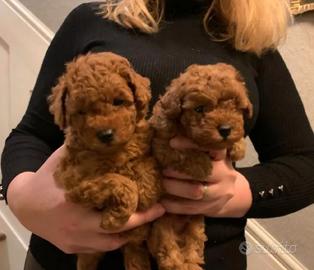 Barboncini mini toy Red