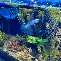 Betta male