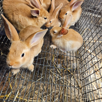 Conigli fulvi di borgogna