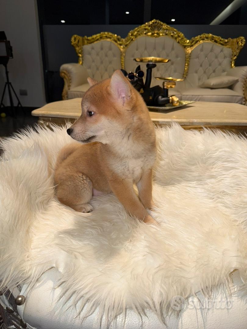 Sciba inu