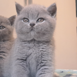British shorthair