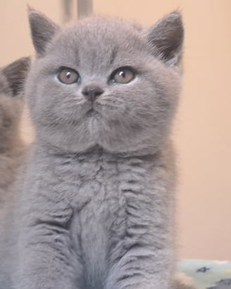 British shorthair