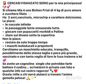 Cagnolina Bijon Frisé in calore