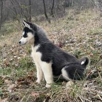 Cucciole Husky