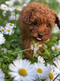 Maschietti e femminucce Toy e mini Toy