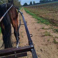 Cavallo da passeggio
