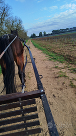Cavallo da passeggio