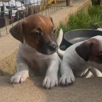 Jack Russel pedigree