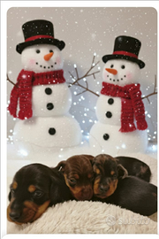 Cuccioli di bassotto con pedigree ENCI