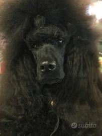 Cuccioli Barbone grande Mole Pedigree Enci