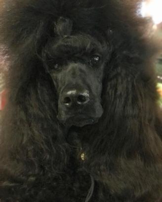 Cuccioli Barbone grande Mole Pedigree Enci