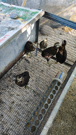 Pulcinotti varie razze