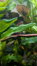 Caridine Red è piante per acquario