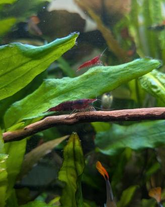 Caridine Red è piante per acquario