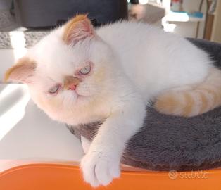 Gatti Persiani exotic shorthair
