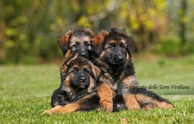 Meravigliosi cuccioli di Pastore Tedesco