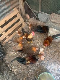 Galli e galline americane 