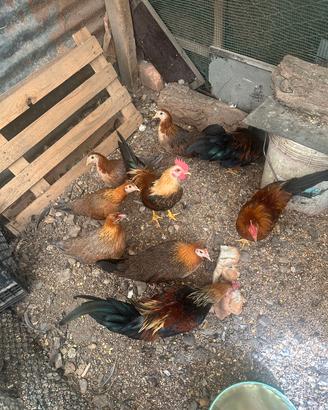 Galli e galline americane 