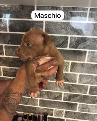 Pitbull