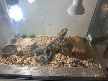 Pogona