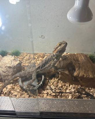 Pogona