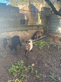 Tolgo per poco tempo