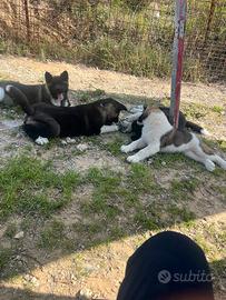 Cuccioli di Akita