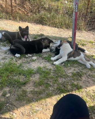 Cuccioli di Akita