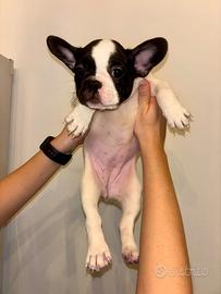 Cuccioli di Bouledogue Francese