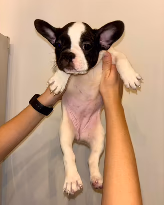 Cuccioli di Bouledogue Francese