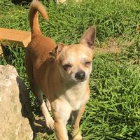 Chihuaha maschio 8 anni