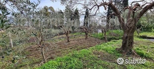 Terreno 1300 mq in parte edificabile Piedimonte - Vista 2