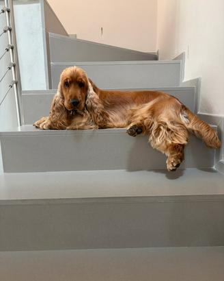 Cocker per accoppiamento