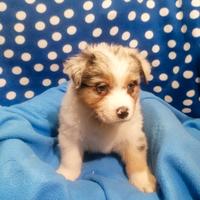 Australian Shepherd cuccioli Merle