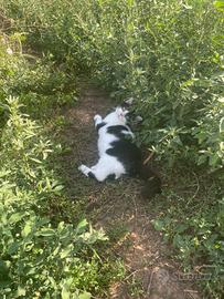 Gattino Bianco e Nero