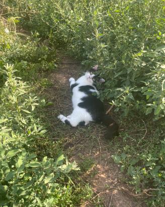 Gattino Bianco e Nero