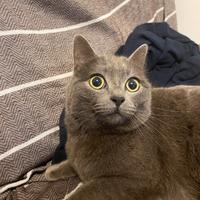 Gatta British Shorthair