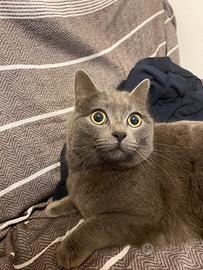 Gatta British Shorthair