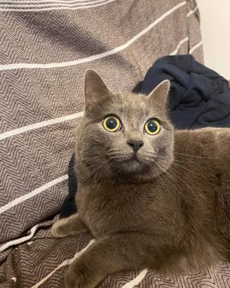 Gatta British Shorthair