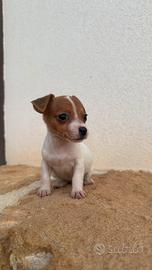 Jack russel toy