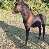 Puledro Pony Esperia