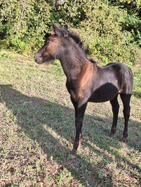 Puledro Pony Esperia